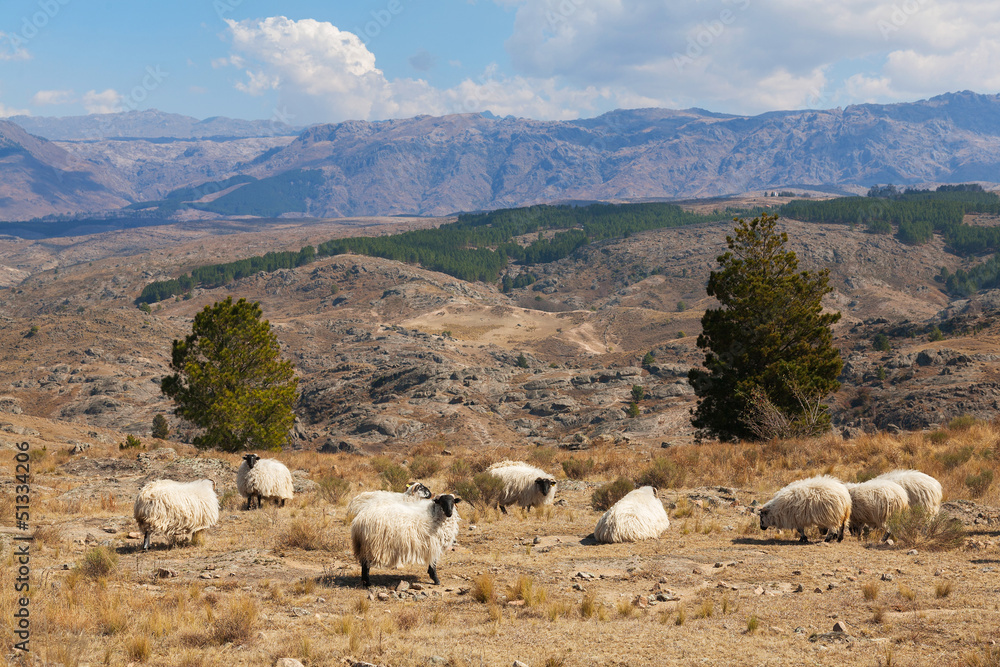 Herd of sheep on a background of mountains, Cordoba, Argentina