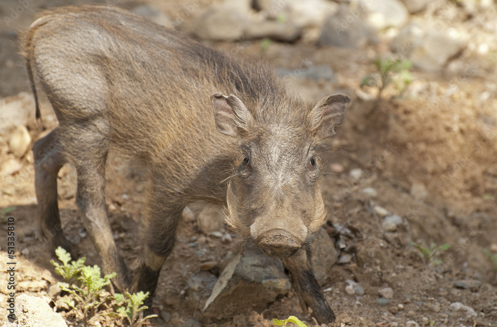 Warthog