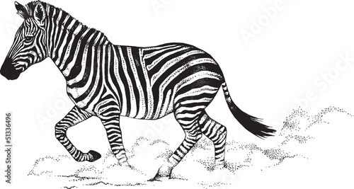 Black and white vector drawing of a Zebra running
