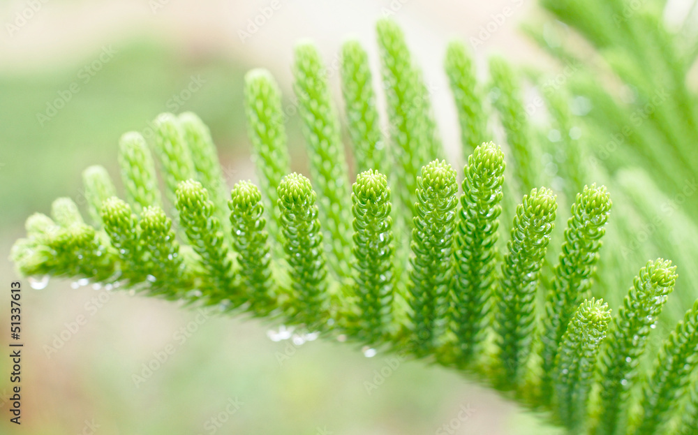 fresh green foliage with water drops after rain fresh green foliage with water drops after rain