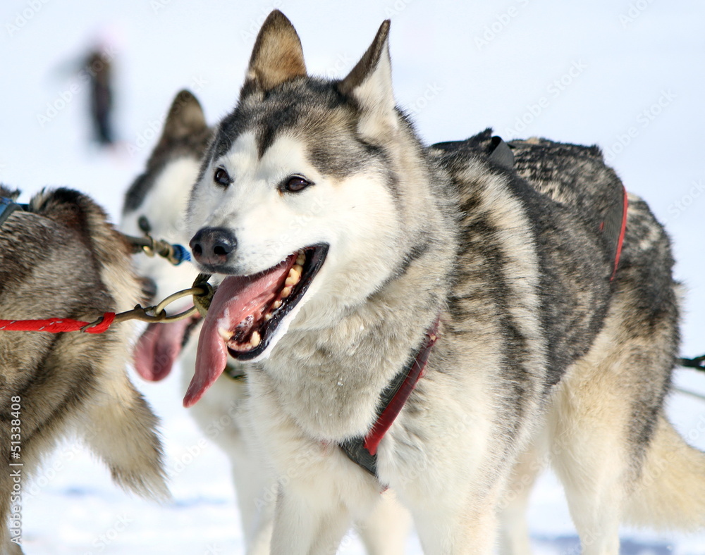 Fototapeta premium A husky sled dog at work