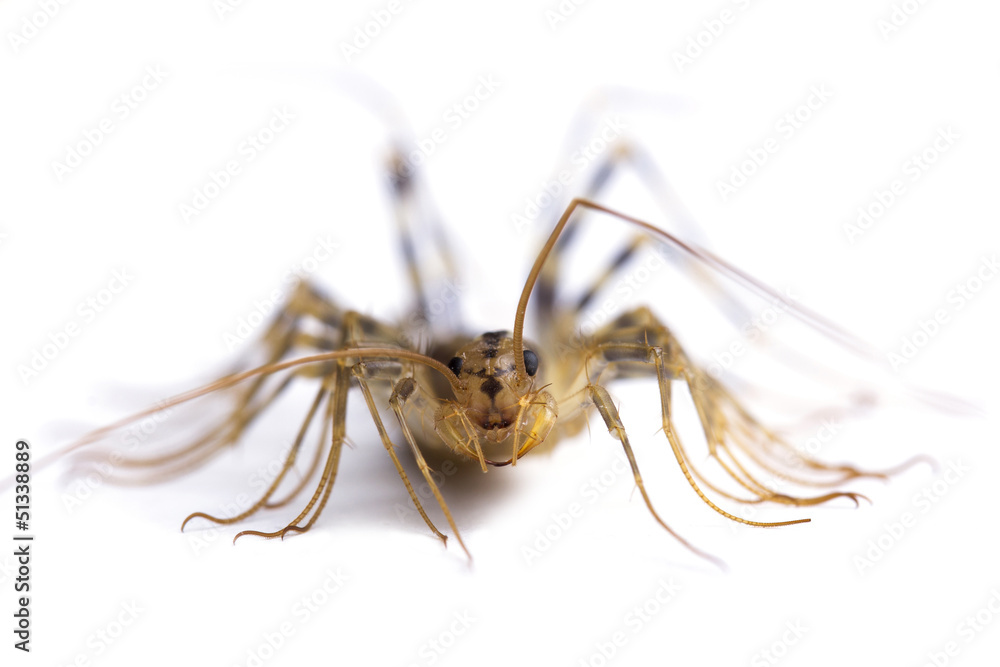 house centipede (Scutigera coleoptrata). Macro Stock Photo | Adobe Stock
