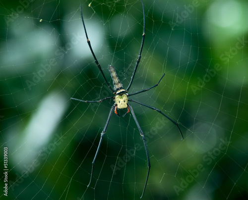 golden orb-weaver spider Nephila plumipes
