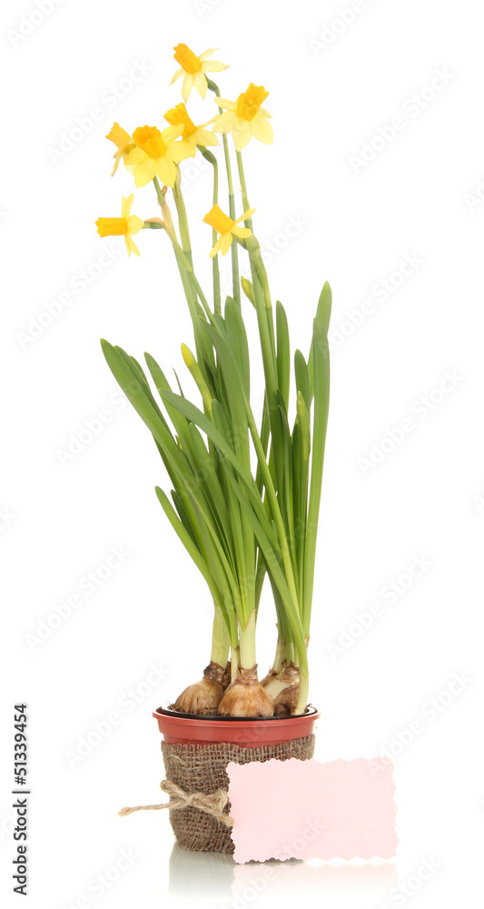 Fototapeta premium Beautiful yellow daffodils in flowerpot isolated on white