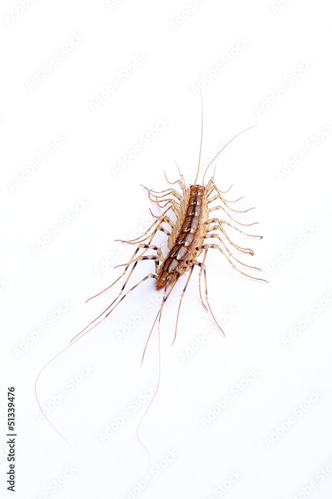 house centipede (Scutigera coleoptrata) isolated on white house centipede (Scutigera coleoptrata) isolated on white