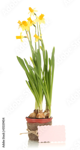 Beautiful yellow daffodils in flowerpot isolated on white