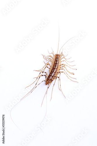 house centipede (Scutigera coleoptrata) isolated on white