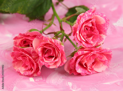 Beautiful pink roses close-up, on color background