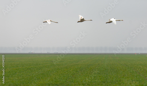 Swans flying over a field in spring © Naj