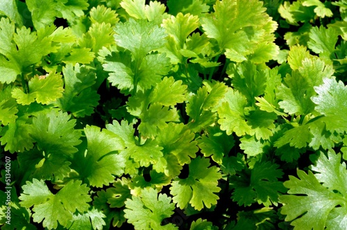 Young coriander herb plant © Arena Photo UK