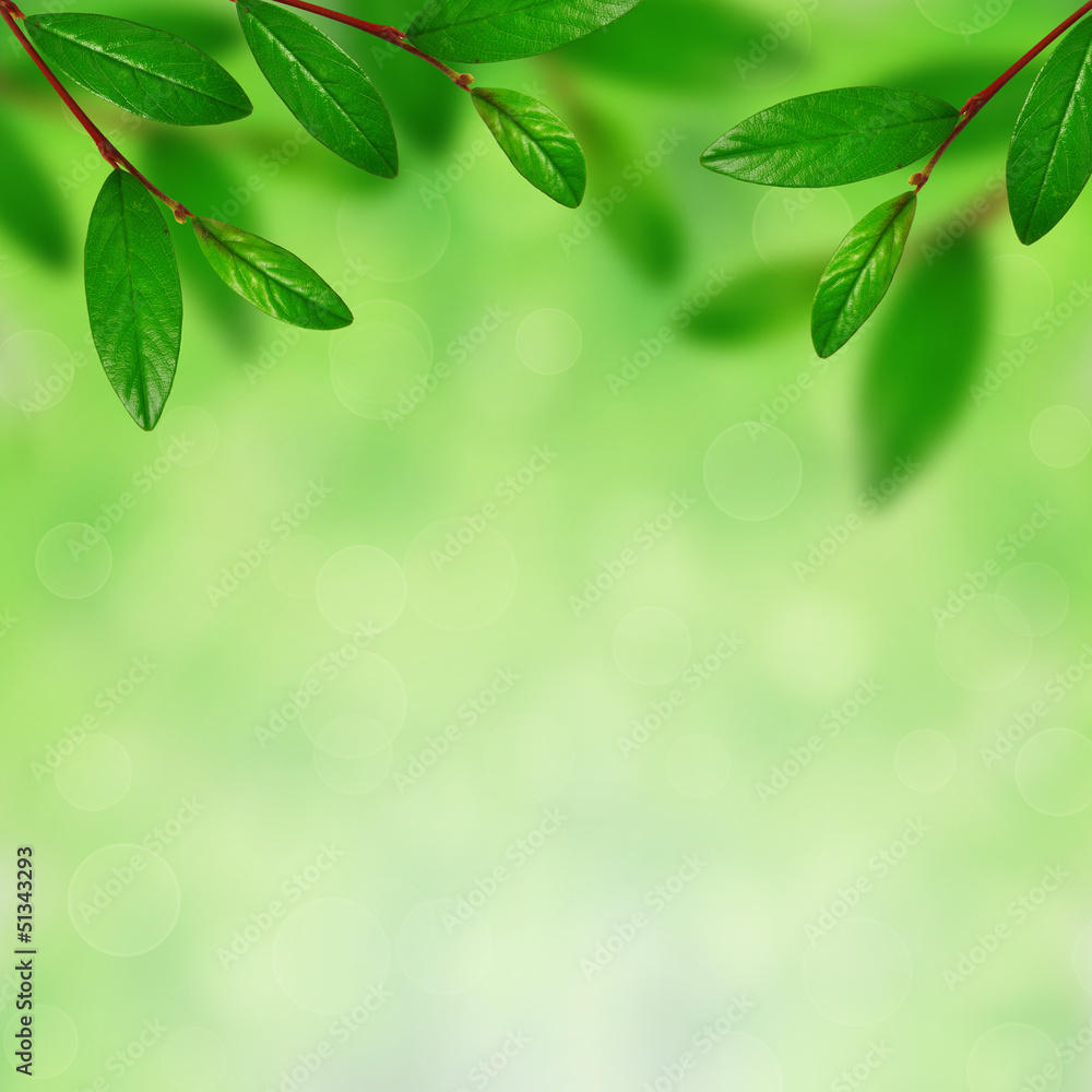 Green leaves