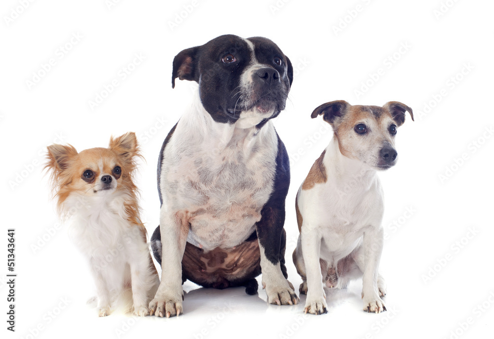 Obraz premium three dogs