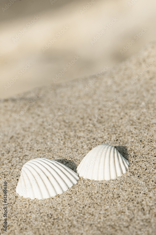Stillleben mit zwei Muscheln, Sommerliebe, Strandurlaub Stillleben mit zwei Muscheln, Sommerliebe, Strandurlaub