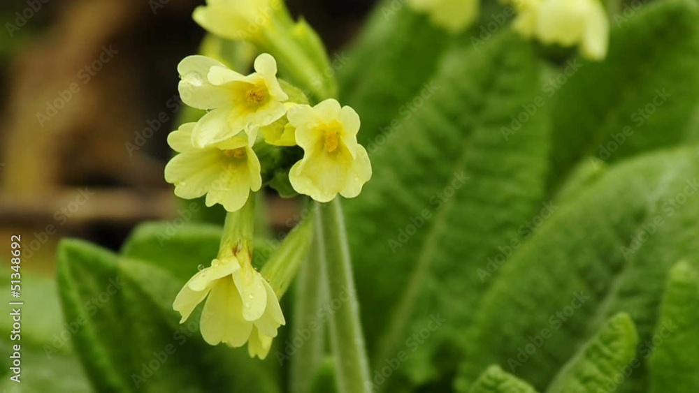 Schlüsselblume