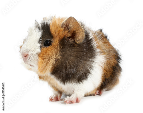 Crazy looking guinea pig pet rodent