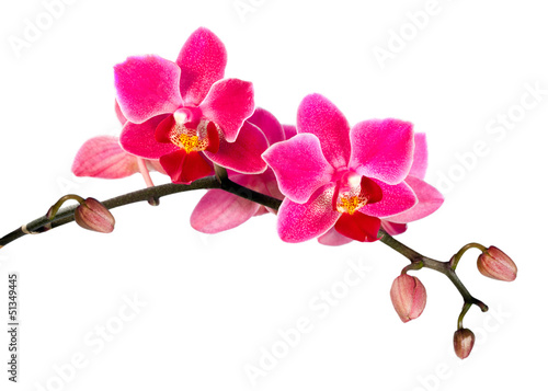 Blossoming flower exotic mini orchid