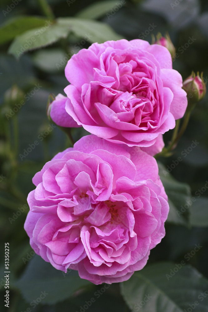 Blooming roses Blooming roses