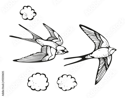 Swallow illustration