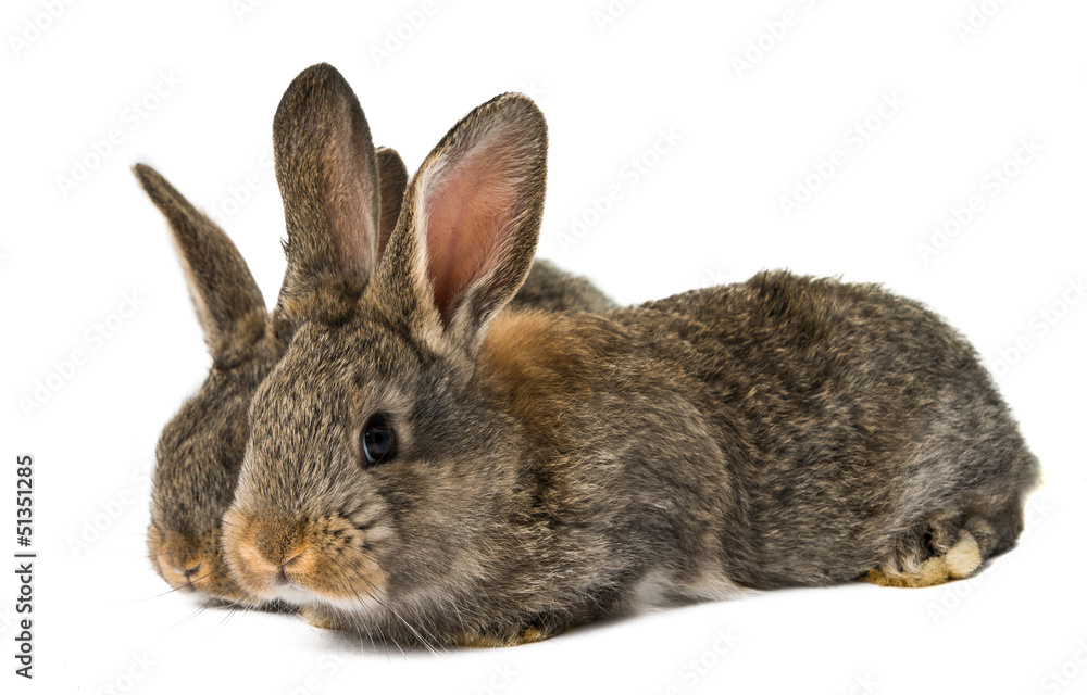 gray rabbit isolated gray rabbit isolated