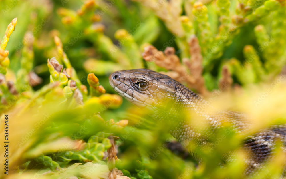 Fototapeta premium Lizard on a yellowish plant