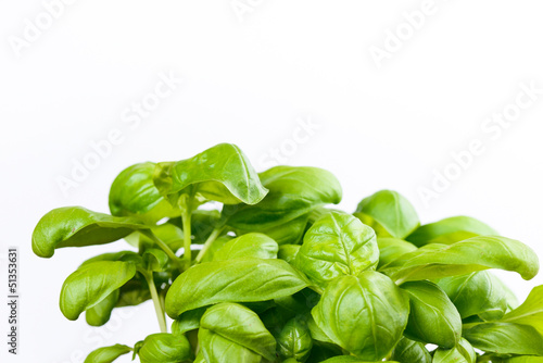 basil plant