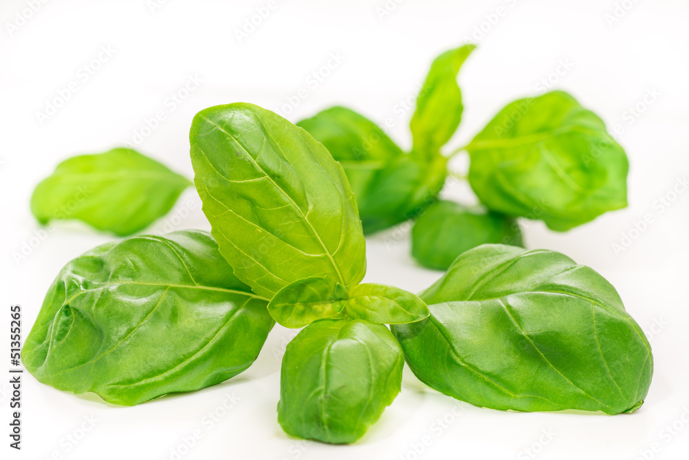 Basil leaves, isolated on white Basil leaves, isolated on white