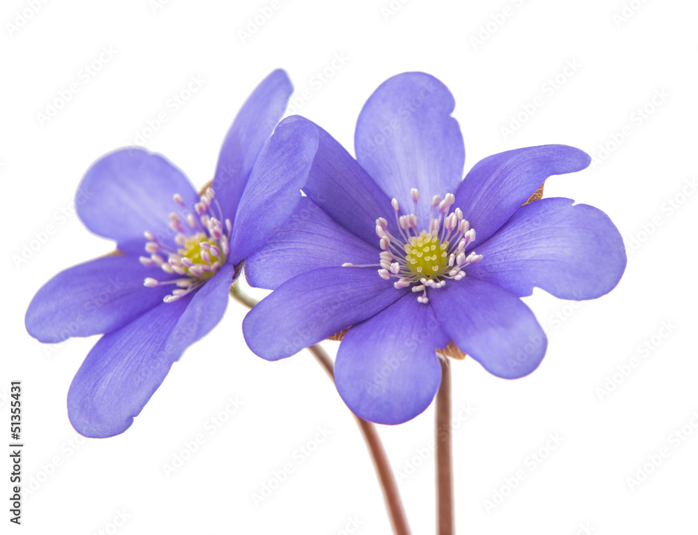 Hepatica nobilis Hepatica nobilis