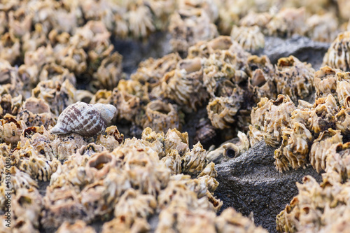 barnacles colony