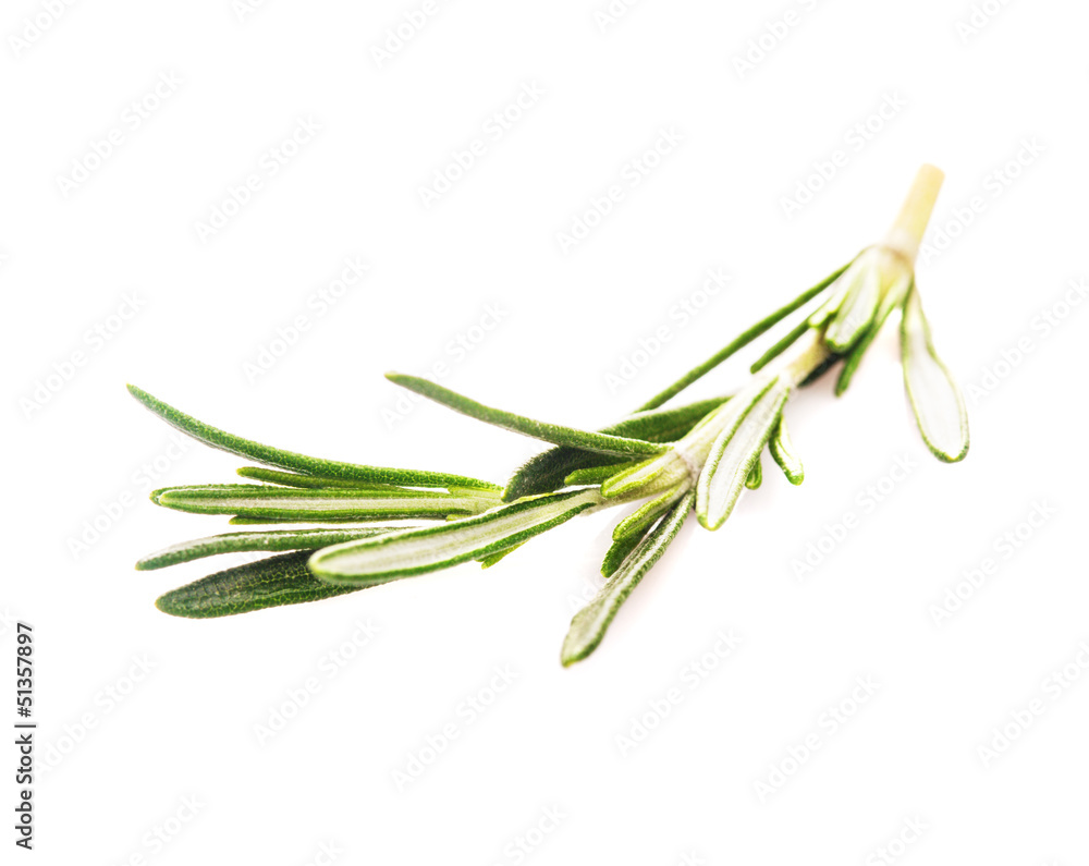 Fototapeta premium rosemary leaf isolated