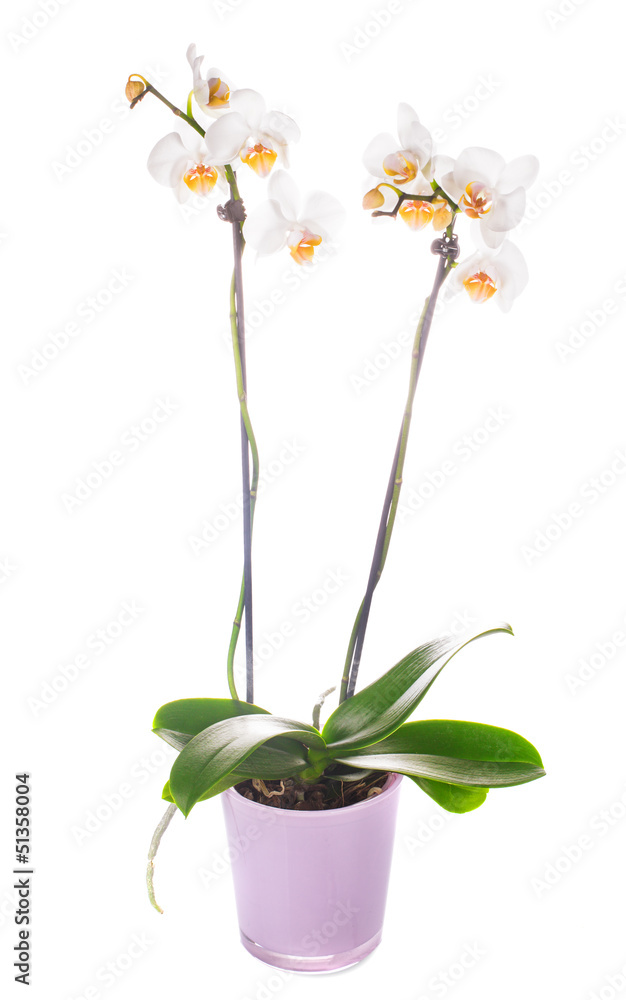 white orchid grows in pot white orchid grows in pot