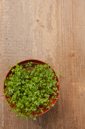 Frische Kresse im Blumentopf auf einem Holzbrett
