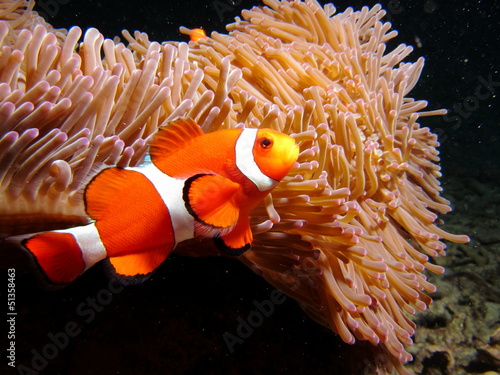 Photography clown fish