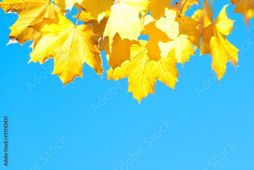 Herbstblätter (Spitzahorn), Lüneburger Heide, Niedersachsen, Deutschland, Europa