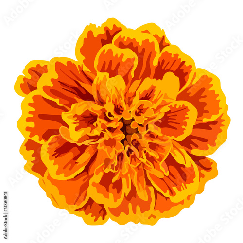 Orange marigold flower vector