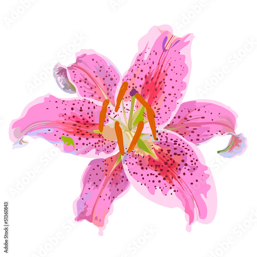 lily vector