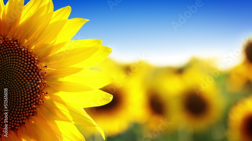 Sunflower and blue sky