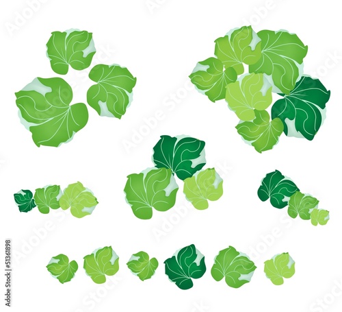 A Set of Polyscias Leaves on White Background