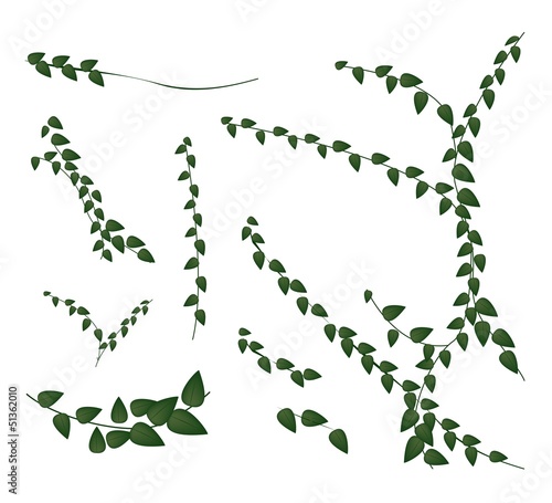 A Set of Creeper Plant on White Background