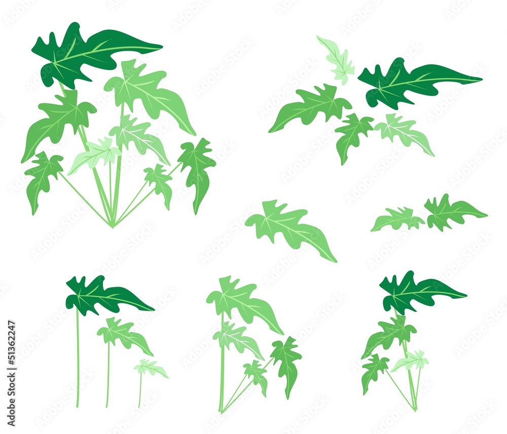 A Set of Philodendron Leaves on White Background A Set of Philodendron Leaves on White Background