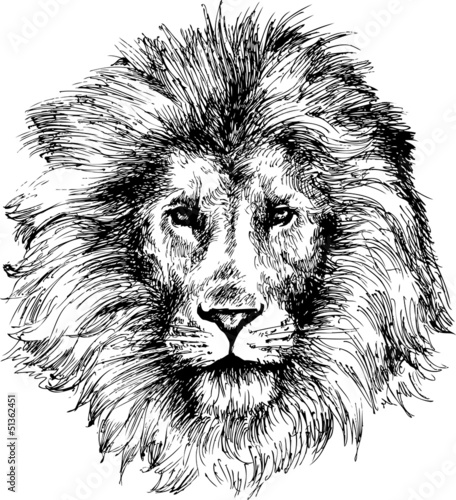 Lion head hand drawn