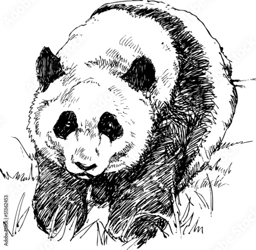 Fototapeta Naklejka Na Ścianę i Meble -  Panda hand drawn