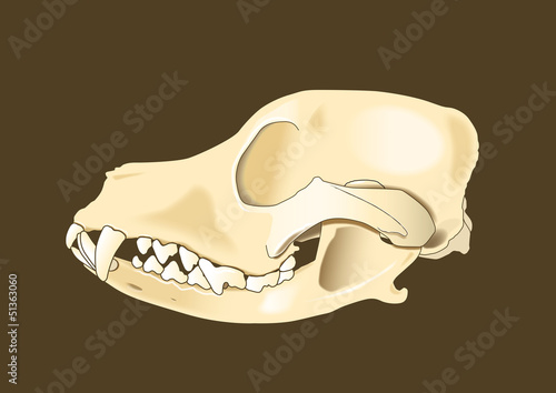 dog skull lateral