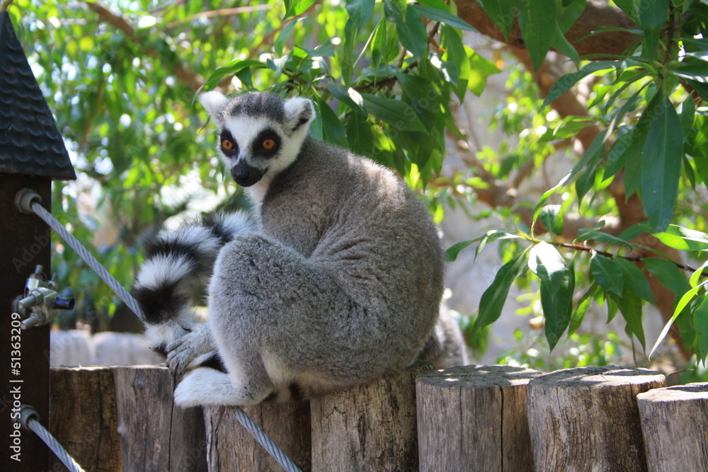 Fototapeta premium Lemur observando