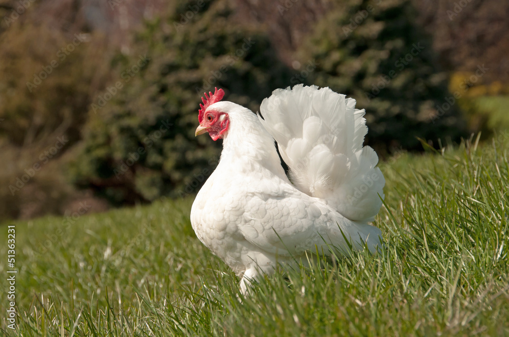 Fototapeta premium Cute little free range hen