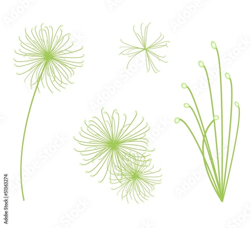 Set of Cyperus Papyrus Plant on White Background