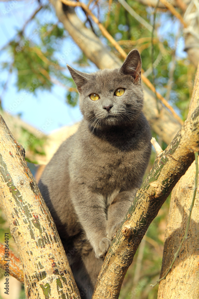 wandering gray cat sitting on tree wandering gray cat sitting on tree