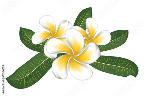 White plumeria with leaves