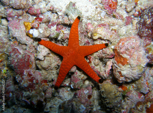 maldives - diving - sea star
