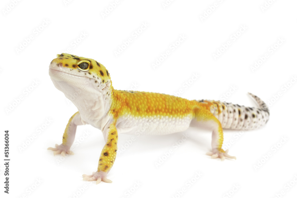 Naklejka premium Leopard Gecko on white background.