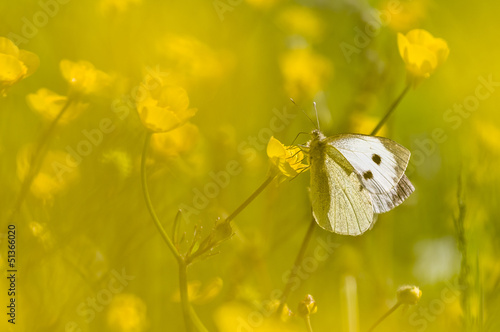 Large white butterfly on yellow flower photo